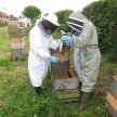 Beekeeping Summer School 2022 image