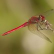 Dragonfly Guided Walk to RSPB Lydden Valley with Assistant Warden Greg Lee image