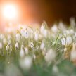 Spring Stirs: Imbolc Meditation, Nature Connection and Seasonal Reflection image