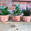 Make Your Own Terracotta Planter (with BYOB) image