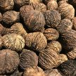 New York Nut Growers Association 2023 Fall Meeting image