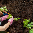 Beginners Organic Vegetable Gardening Course in Stockbridge - Sunday Morning in March 2024 image