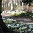 Snowdrop Day - 5th February image