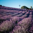 Monte-Bellaria Lavender High-Bloom 2022 image