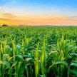 AgriTech 4.0: Crops, Seeds & Soil 2022 image