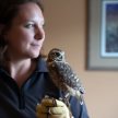 Burrowing Owls in British Columbia image