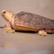 Learning with Loggerheads (ages 8 and Up) image