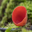 Home Ed - Fungi image