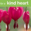 Meditations for a Kind Heart image