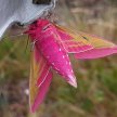 An introduction to Moths and Moth Trapping talk  for families  with Wild Kildare image
