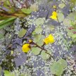 An introduction to Bladderwort and Water-milfoil ID image