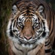 Conservation Conversation -  SUMATRAN TIGERS WITH GILES CLARK AND GUESTS image