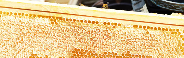 Ayr Beekeepers 2023 Honey Show