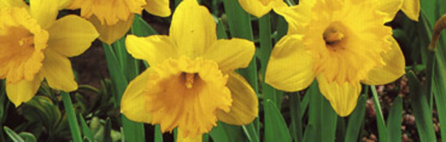 Gardens of Gold Daffodil Sales