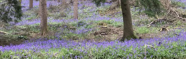 Bluebell Walk at the Holywell Estate 2023
