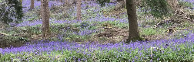 Bluebell Walk at the Holywell Estate