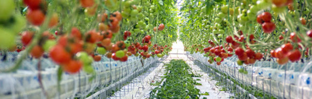 Controlled Environment Agriculture (CEA) 4.0 2022
