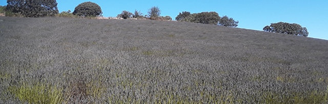 Monte-Bellaria Lavender High Fragrance Season 2023