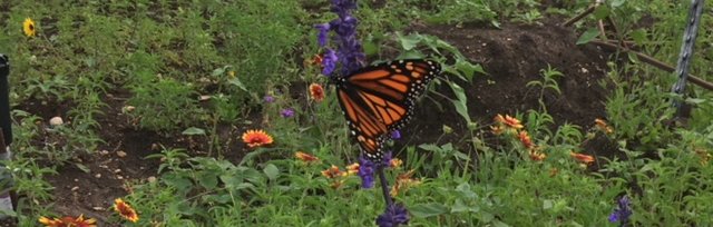 Restoration Tour: Pollinators and Host Plants