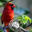 Birding 101 - Cardinals and Friends image