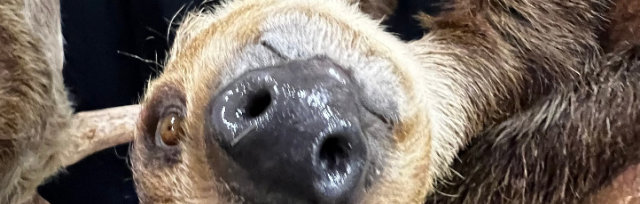 RED DEER Wildlife Festival - Meet a Sloth!
