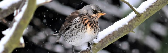 Online Course: Winter Birds with John Buckingham