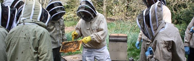 Introduction to beekeeping (July)