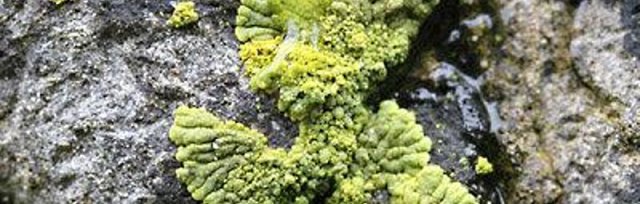Lichens of Upper Swaledale