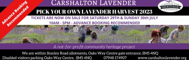 Carshalton Lavender Pick Your Own Harvest