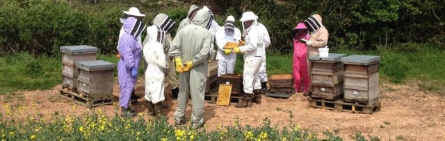 Beekeeping for Beginners 2024