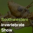 Southwestern Invertebrate Show image