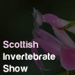 Scottish Invertebrate Show image