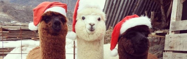Christmas Alpaca feed with visit from Santa