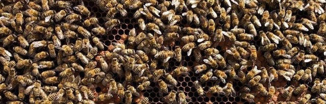 Honey Bee Behaviour short course