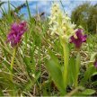 The Fascination of Wild Orchids with Sue Buckingham image