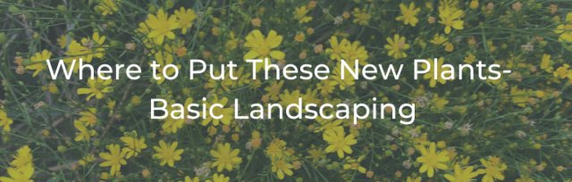 Where to Put These New Plants - A Basic Landscaping Class