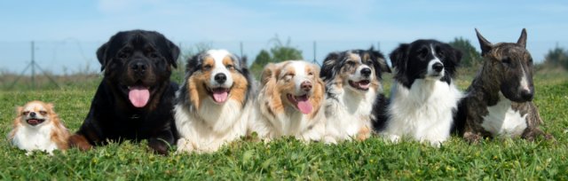 Hospice Hounds Sponsored Dog Walk 2023