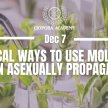 CIOPORA Breeding Academy: Practical Ways to use molecular markers in asexually propagated crops image