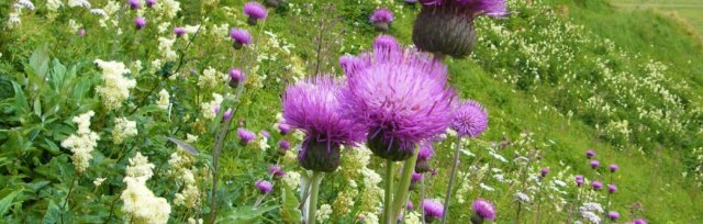 Scottish Botanists' Conference 2021