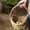 Foraging & Making with Liz Knight image