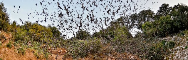 2022 Bracken Bat Flights (Adult Members Only) SOLD OUT