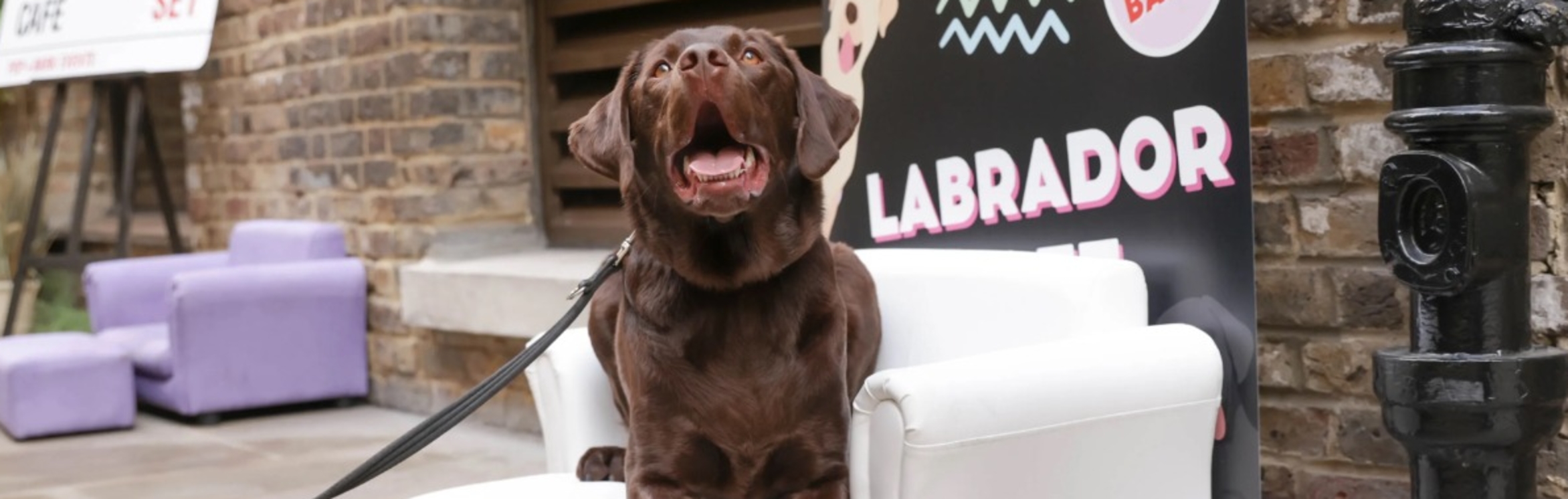 BUY TICKETS NOW – Labrador Cafe - Kent – The Manor House