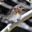 Online Course: Winter Birds with John Buckingham image