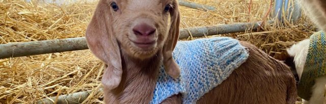 Lunan Bay Goats in Coats Farm Tour with Goat Cuddles