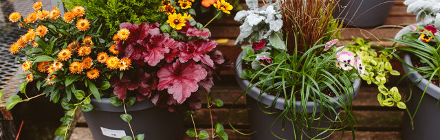 Fall & Winter Container Inspiration (Vancouver)