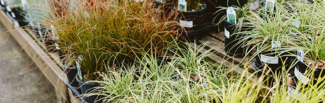 Landscaping With Ornamental Grasses