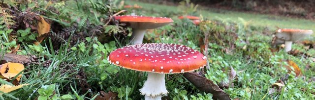 Introduction to Fungi Identification - Cambridgeshire