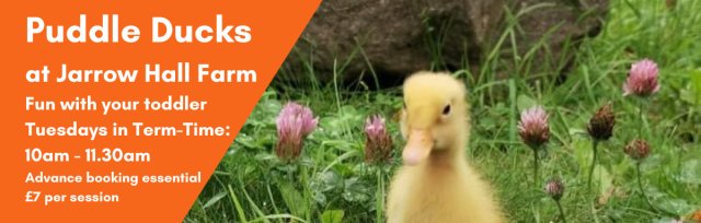 Puddle Ducks at Jarrow Hall 24th May