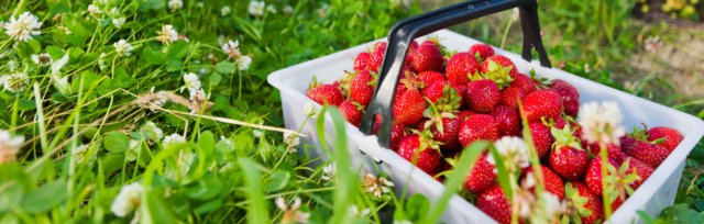 Weekday- Strawberry U-pick at The Farm On Central