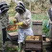 Introduction to beekeeping (May) image